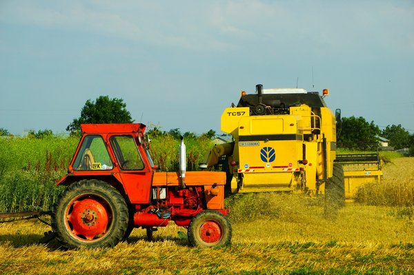 Comment déterminer la période pour récolter du cannabis ?