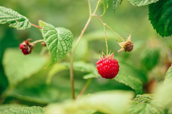 Infusions de feuilles de framboisier : Quels bienfaits pour le corps ?